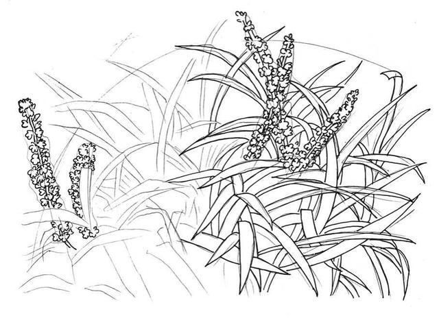 草的简笔画怎么画，草的简笔画怎么画 可爱拟人（超详细吉祥草钢笔画教程）