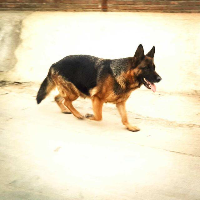 日本狼青和德牧哪个更好，日本狼青和德牧哪个更好养一些（这里有一份详尽报告等你查阅）