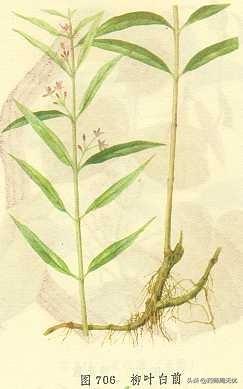 白前的功效与作用，白前的功效！（白话中药——白前）