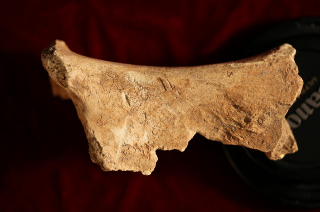 礼运第九的四灵是什么，礼记礼运第九中的四灵指的是什么第二人生（与我们熟知的大不相同）