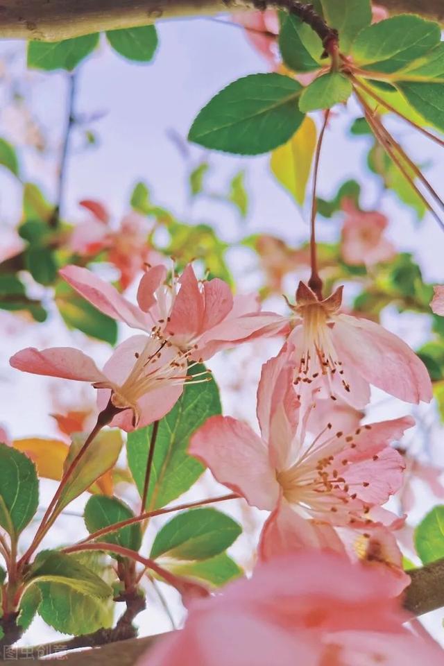 梦里泪落知多少，梦里泪落知多少美文（梦里花落知多少）