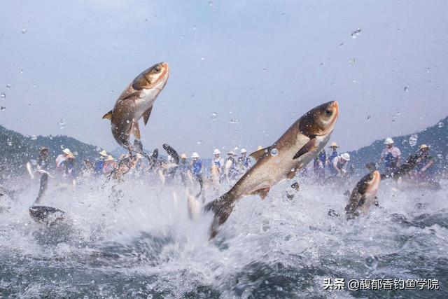 世界上最大草鱼，世界上最大的草鱼（哪种大型淡水鱼被钓的频率最高）