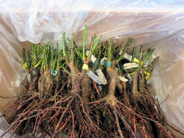 玫瑰花怎么保存，玫瑰花怎么保存时间长（掌握这几点知识要点）