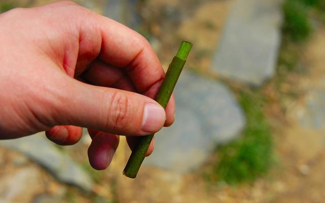 关于青蛙的成语，关于动物的成语故事（成语：“蛙鸣蚓叫”的由来）