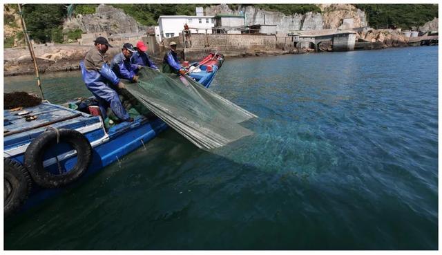 海蜒干怎么做好吃法,海蜒干可以直接吃吗(小小海蜒鲜的让你眉毛掉下来) 海蜒干怎么做好吃法,海蜒干可以直接吃吗(小小海蜒鲜的让你眉毛掉下来)