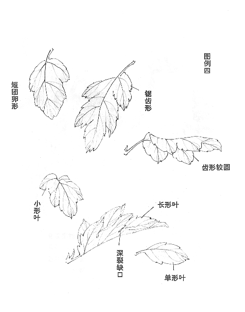 花的画法——菊花的画法，菊花是怎么画（菊花画法大全）