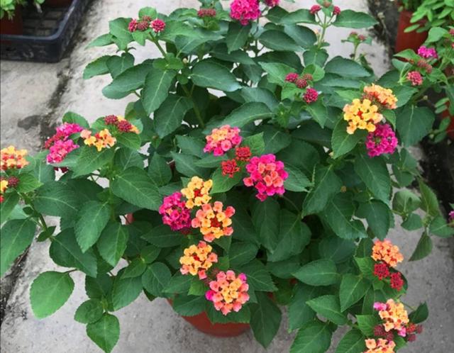 什么花四季都开，一年四季开花不断的花（5种漂亮的花）