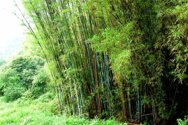 竹子开花吗，竹子一生只开一次花吗（竹子开花难道真是“大灾变”的前兆）