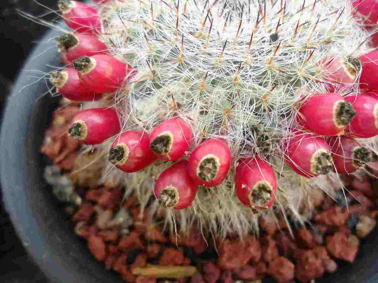 玉翁仙人球多久浇一次水(仙人球用泥土养可以吗)-娱宸网