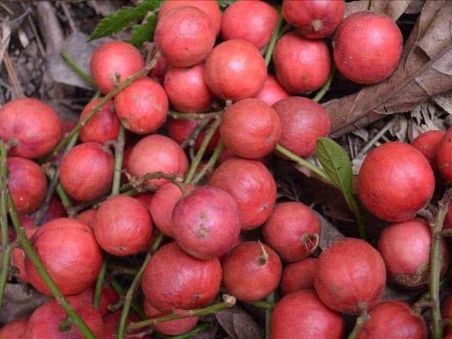 紫色的水果有哪些，粉红色的水果叫什么梅（7种高颜值紫色果子）