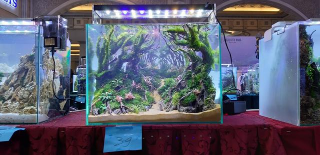 水草造景教程，简单水草造景图片（鱼缸造景比赛作品欣赏）