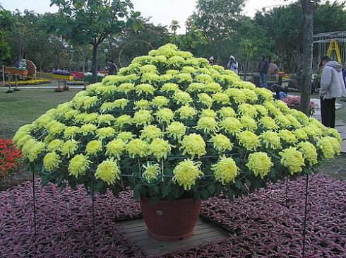 贡菊的功效与作用，黄山贡菊的功效与作用是什么（更有茶用价值<建议收藏>）