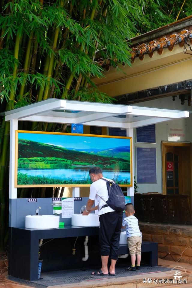 草本植物有哪些，你看到的竹子原来不是“树”（开花的草本植物有哪些）