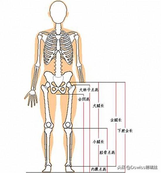 腿长怎么量，腿长怎么量从哪到哪黄金比例（什么样的腿算长）