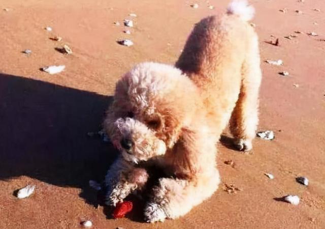 泰迪是什么意思，泰迪摇尾巴是什么意思（现在才知道泰迪犬这几个动作）