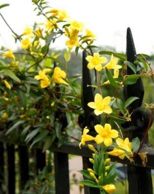 法国香水茉莉怎么养，法国香水茉莉怎么养殖（2种“肥料”换着用）