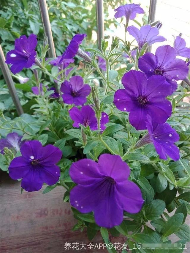 君子兰不开花怎么办才能开花，用“啤酒水”擦叶子