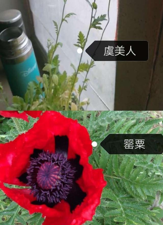 推荐罂粟不可种，紫堇的种植（千万不能私自种）