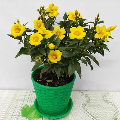 鸳鸯茉莉的养殖方法和注意事项，鸳鸯茉莉叶子发黄老是掉叶子（掌握正确养殖方法）