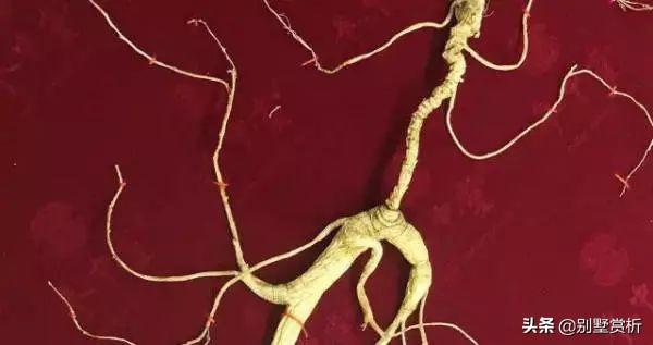 山参多少钱一支，野山参价格多少钱一根（人参几元一支和几万一支的差别）