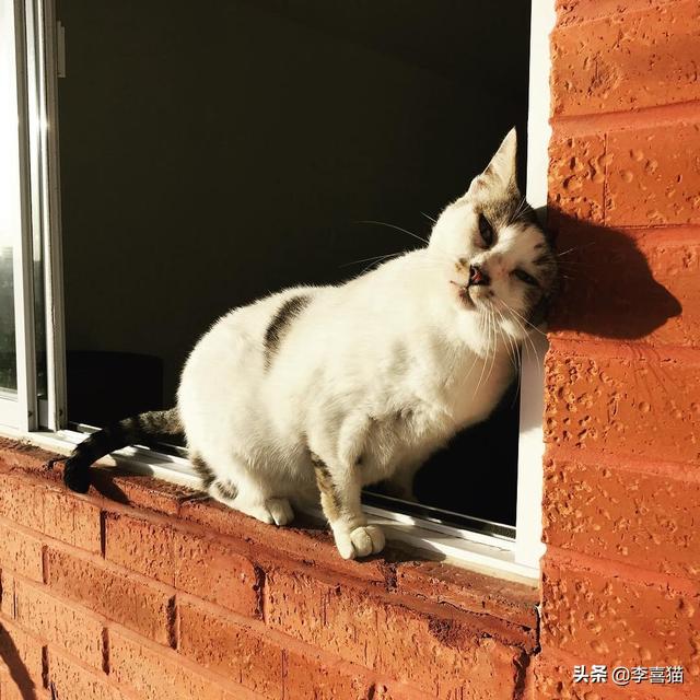 猫有九条命是真的吗，猫有九条命是真的吗蚂蚁庄园答案（铲屎官千万别抱着这种念头来养猫）