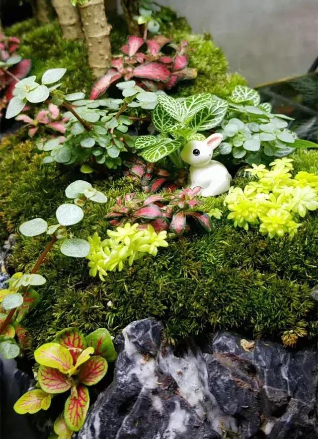 绿萝好养吗,绿萝怎样栽培(绿萝竟然排在倒数第1) 绿萝好养吗,绿萝怎样栽培(绿萝竟然排在倒数第1)