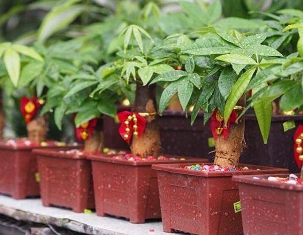 观音莲的花语，观音菩萨与莲花的寓意（守护你的小幸福）