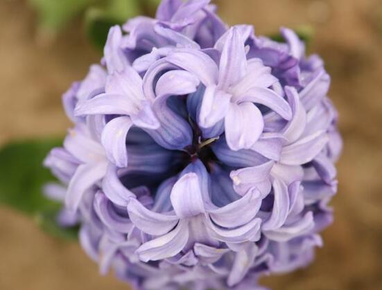 风信子有毒吗，葡萄风信子有毒吗（风信子可以放在卧室吗）