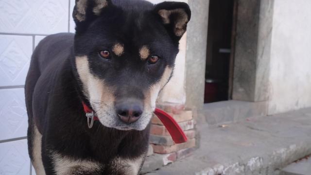 什么是苏犬啊详细点,什么是苏犬啊详细点介绍(怕是没见过真正的田园犬