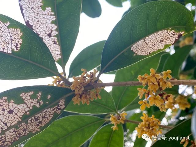 桂花怎么保存香味，摘下来的桂花怎么保存香味（按照这个方法做颜色不发黑）