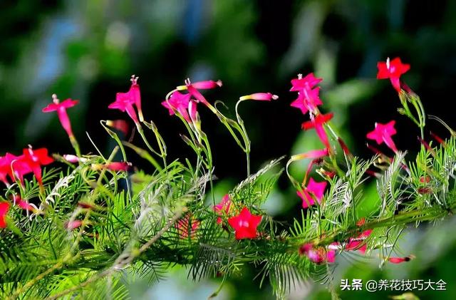 雪茄花和满天星的区别，雪茄花是满天星吗（这八种花盛夏时期也开花不断）