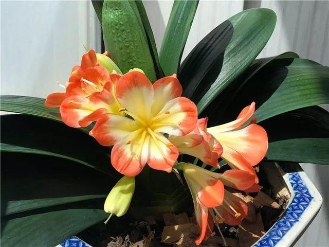 君子兰不开花怎么办才能开花，用“啤酒水”擦叶子