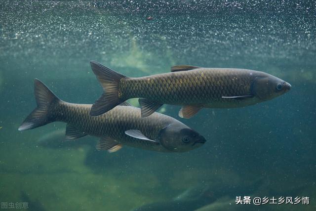 脆皖魚是什麼魚,脆皖魚是什麼魚雜交(草魚喂蠶豆,四個月變脆肉鯇)