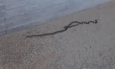 黑白王蛇，和我国菜花蛇比起来谁更强（黑白王蛇好养吗）