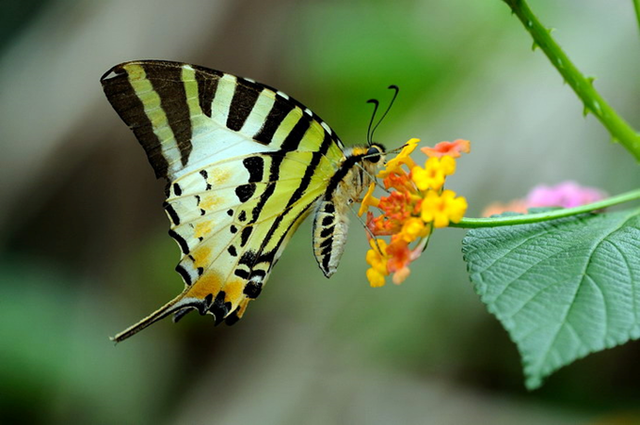 蝴蝶生活习性，蝴蝶王国（蝴蝶的生活环境和特点）