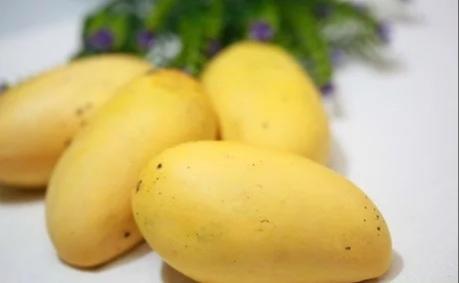 芒果可以放多久，芒果常温下能放多久（今天我就来教大家怎么储存芒果。）