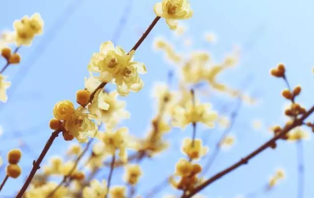 咏梅的古诗,写梅花的诗词名句(建议孩子们寒假晨读晚诵的30首咏梅诗词) 咏梅的古诗,写梅花的诗词名句(建议孩子们寒假晨读晚诵的30首咏梅诗词)