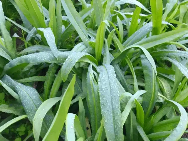 苦麦菜怎么做好吃，这道菜以前农村人都用来喂猪