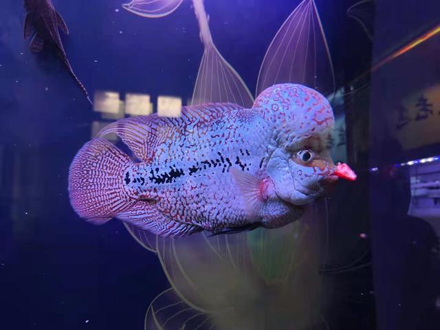 新手第一次养鱼需要注意哪些，初次养鱼八个注意事项（一位鱼友精心总结的新手养鱼常规操作）