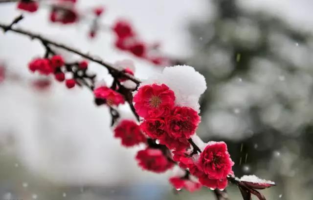 咏梅的古诗,写梅花的诗词名句(建议孩子们寒假晨读晚诵的30首咏梅诗词) 咏梅的古诗,写梅花的诗词名句(建议孩子们寒假晨读晚诵的30首咏梅诗词)