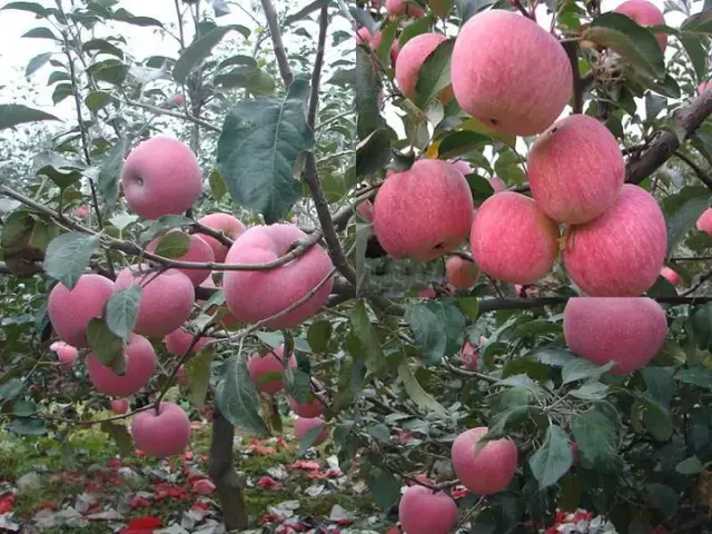 秦冠苹果有什么特点，秦冠苹果的特点（竟不知道它有这么多的品种）