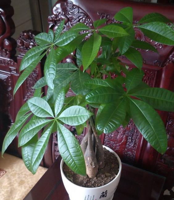发财树怎样过冬，发财树冬天怎么养才能安全过冬（小花匠教你几个“技巧”）