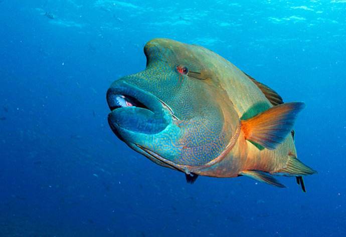 世界上几种顶级食用鱼,品质与味道兼备,全吃过可称得上土豪