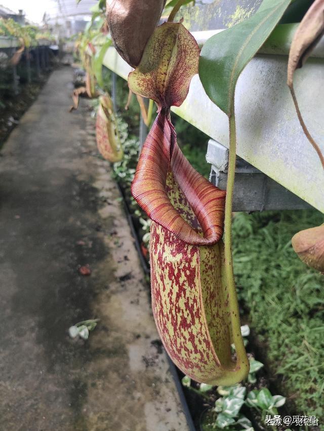 猪笼草（猪笼草图片，不同的生长状态（猪笼草的草的图片）