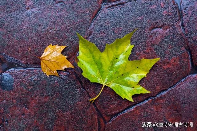 飘洒的秋雨像什么,飘洒的秋雨像什么如何造句(十首秋雨诗词) 飘洒的秋雨像什么,飘洒的秋雨像什么如何造句(十首秋雨诗词)