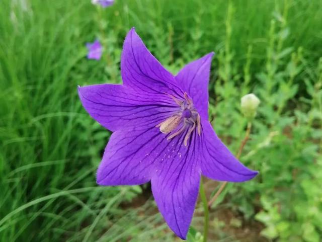 黄菊花的花语和象征，带你去莲花池看花