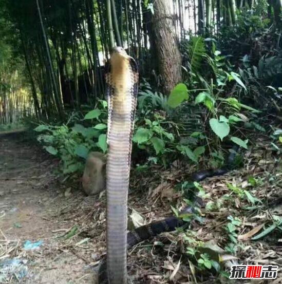 中国最毒蛇第一名，中国第一毒蛇是什么蛇（中国十大毒蛇排行榜）