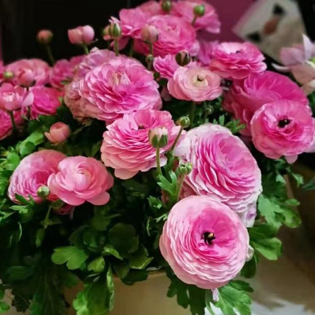 春天的植物有哪些，春天常见的植物（“24种”适合冬天种植的花草）