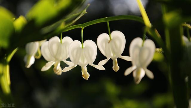 梦见花是什么意思，梦见花是什么意思啊（7-9月生日的人请查看）