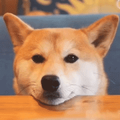 表情包  可爱小动物，微信头像，表情包  可爱小动物（可爱小动物表情包）